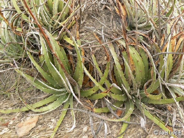 Hechtia texana Monterrey-Saltillo, NL, Mexico ©JL P1260696